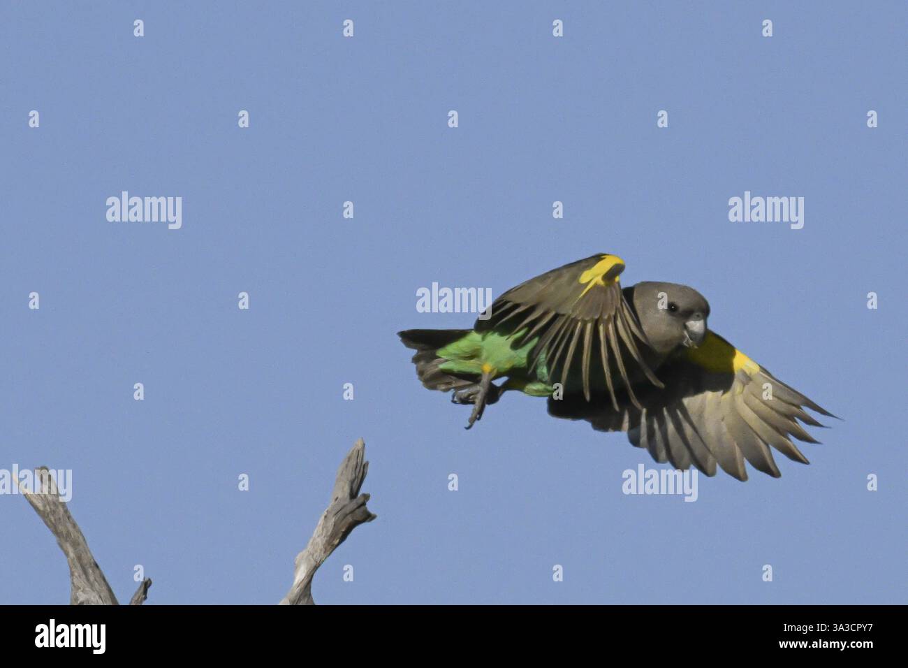 Pappagalli di insetti rossi (Poicephalus meyeri damarensis) che volano lontano da una filiale, Khwai Northwest District, Moremi Game Reserve, Maun, Botswana, Africa Foto Stock