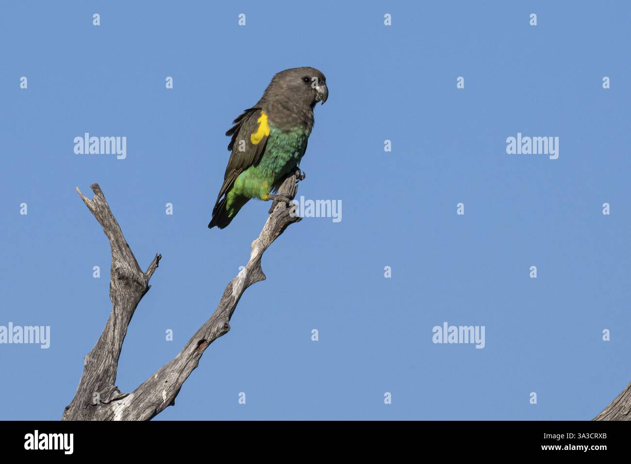 Pappagalli di insetti (Poicephalus meyeri damarensis) seduti su una diramazione secca, Khwai Northwest District, Moremi Game Reserve, Maun, Botswana, Africa Foto Stock