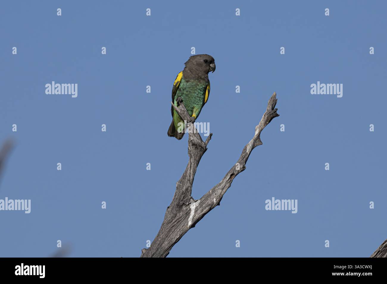 Pappagalli di insetti (Poicephalus meyeri damarensis) seduti su una diramazione secca, Khwai Northwest District, Moremi Game Reserve, Maun, Botswana, Africa Foto Stock