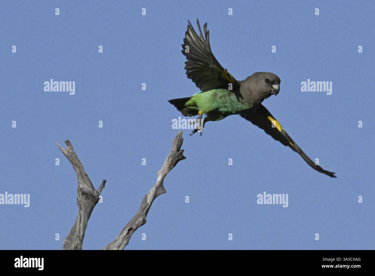 Pappagalli di insetti rossi (Poicephalus meyeri damarensis) che volano lontano da una filiale, Khwai Northwest District, Moremi Game Reserve, Maun, Botswana, Africa Foto Stock