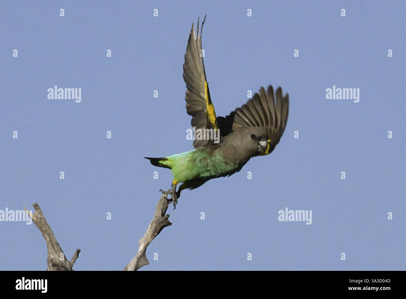 Pappagalli di insetti rossi (Poicephalus meyeri damarensis) che volano lontano da una filiale, Khwai Northwest District, Moremi Game Reserve, Maun, Botswana, Africa Foto Stock