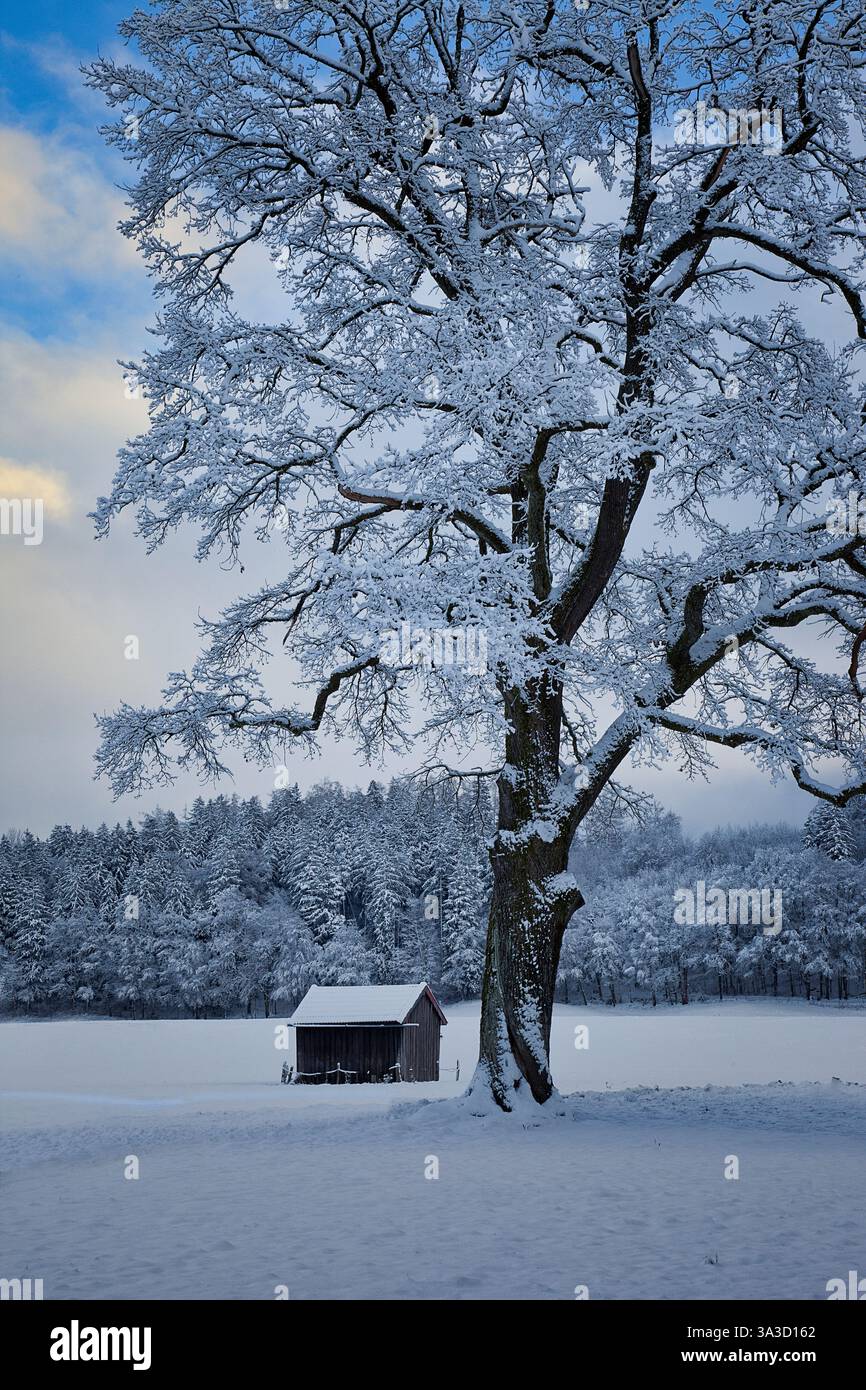 DE - BAVARIA: Inverno a Bad Toelz con una vecchia quercia sul prato di Pfannenholz (Fotografia di Edmund Nagele FRPS) Foto Stock