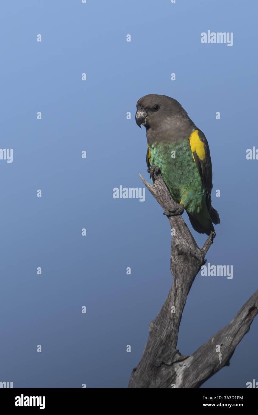 Pappagalli di insetti (Poicephalus meyeri damarensis) seduti su una diramazione secca, Khwai Northwest District, Moremi Game Reserve, Maun, Botswana, Africa Foto Stock