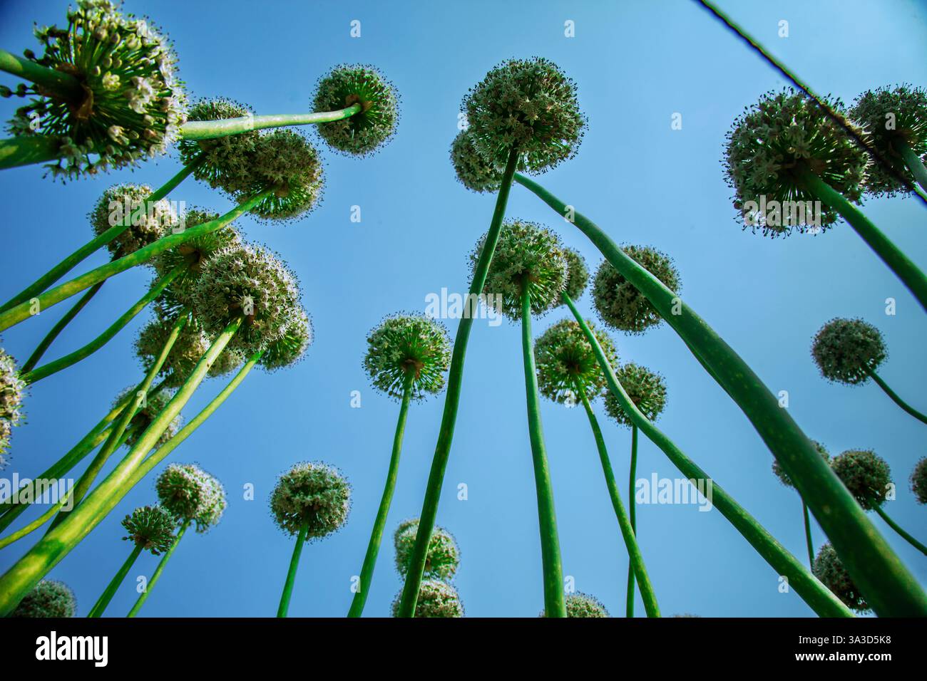 Campo di semi di cipolla Foto Stock Campo di semi di cipolla Foto Stock