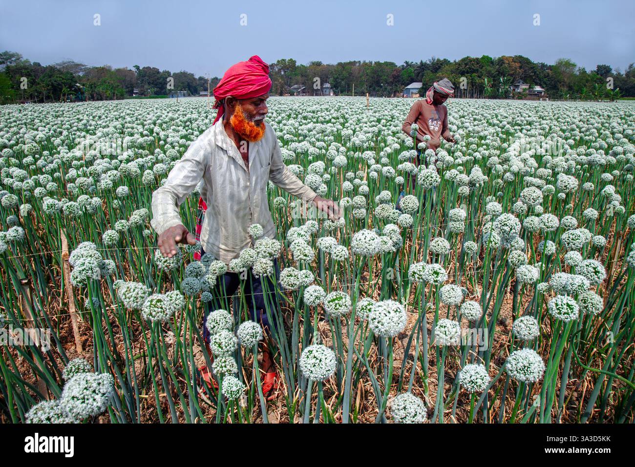 fiori di cipolla artificialmente impollinanti Foto Stock fiori di cipolla artificialmente impollinanti Foto Stock
