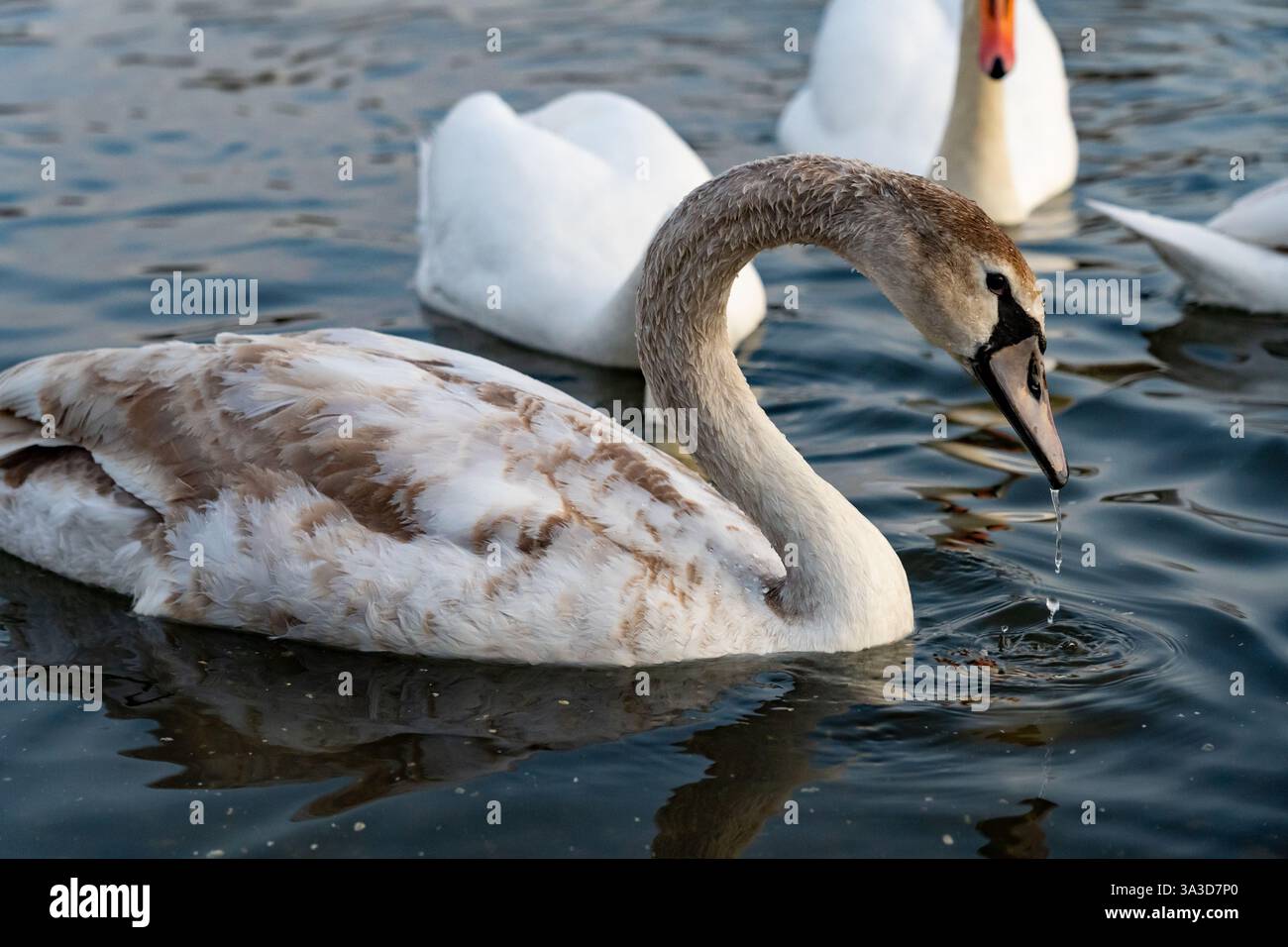 Un giovane cigno con piume morbide sta bevendo un drink dall'acqua calma, circondato da cigni adulti. Le vivaci sfumature del tramonto creano uno sfondo sereno Foto Stock
