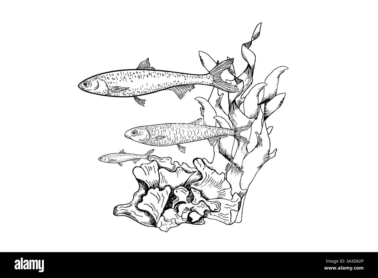 Pesci di sardine con illustrazione vettoriale bianco e nero di corallo e alghe marine. Creature oceaniche monocromatiche disegnate a mano. Acciughe incisione subacquea dipinta f Illustrazione Vettoriale