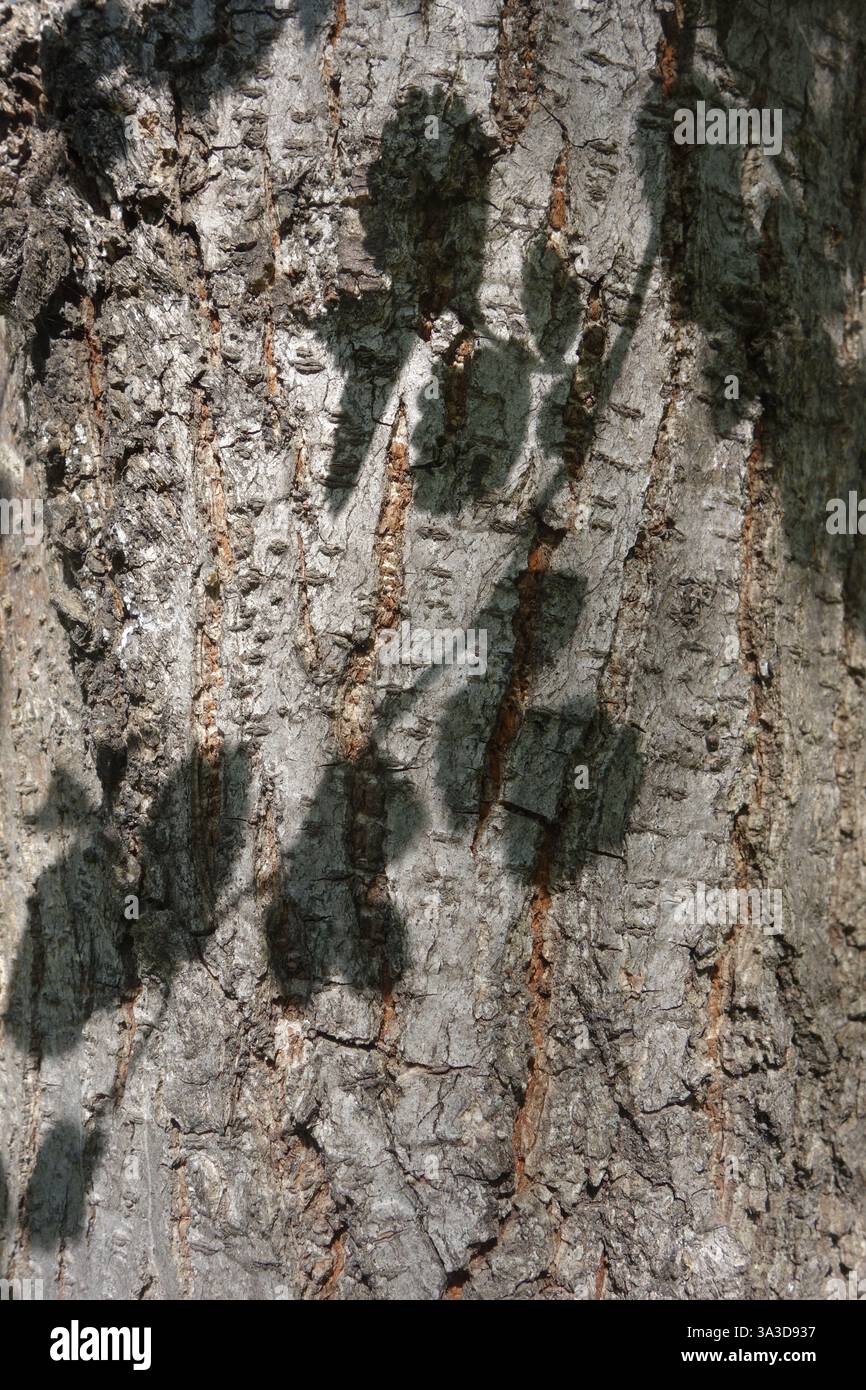 Primo piano di corteccia di faggio con ombre di foglie su di esso, alla luce del sole Foto Stock