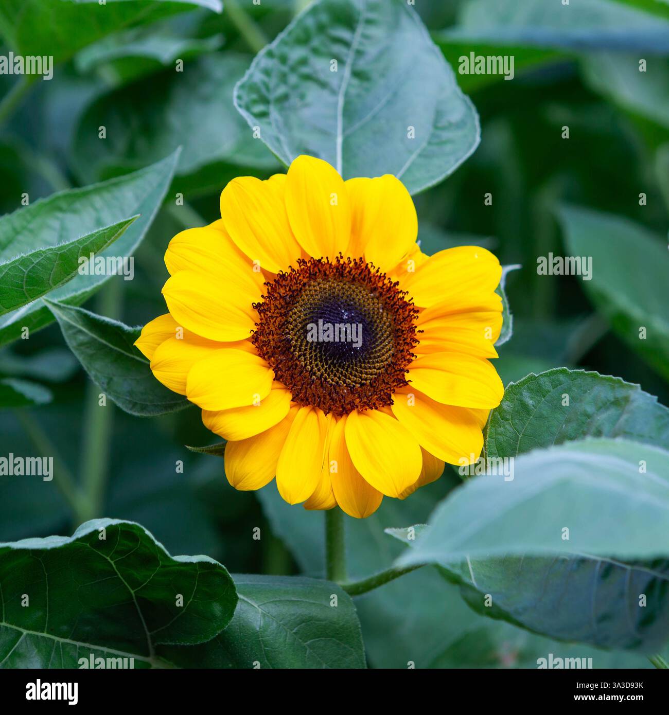 Primo piano di un bellissimo fiore di girasole giallo. Chiang mai Flower Festival, Thailandia. Foto Stock