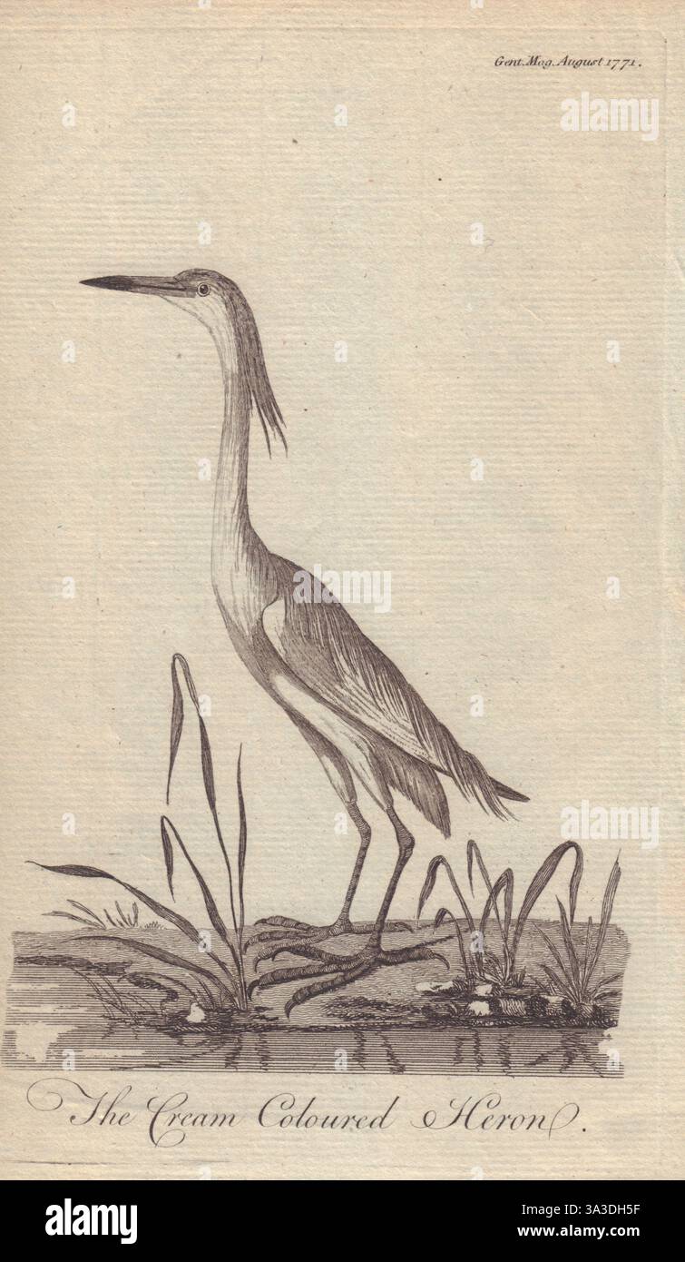 Heron color crema dal Gentleman's Magazine 1771 vecchia stampa antica Foto Stock