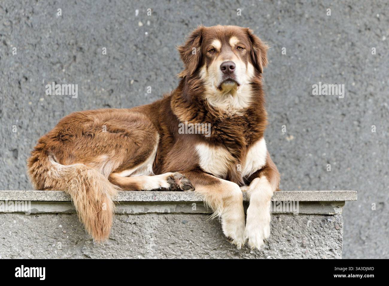 Ritratto di un grosso cane peloso marrone e divertente. Cane curioso che giace e rilassa. Foto Stock