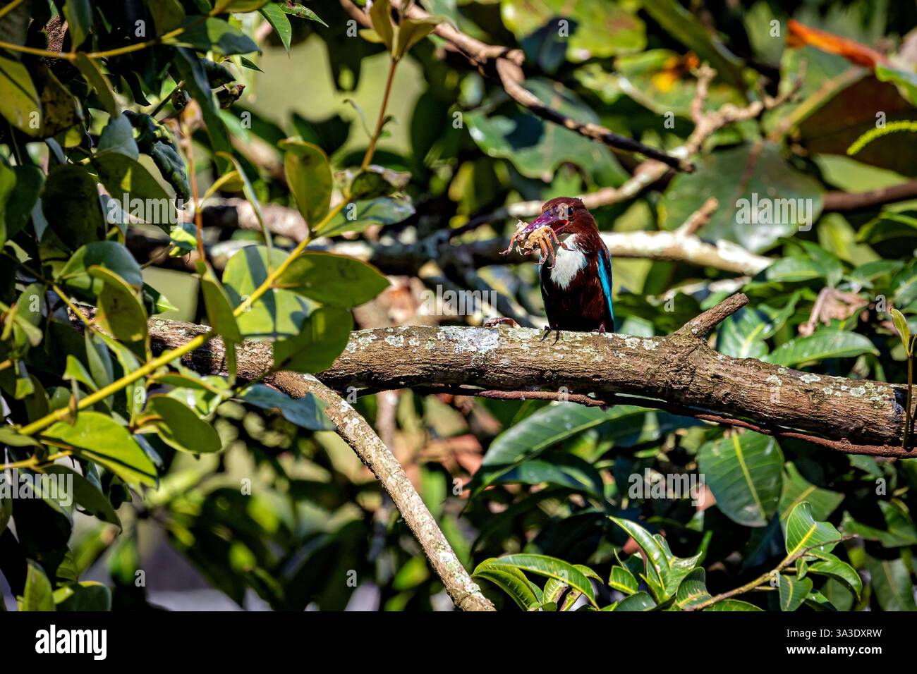 Un uccello kingfisher dello Sri Lanka Foto Stock