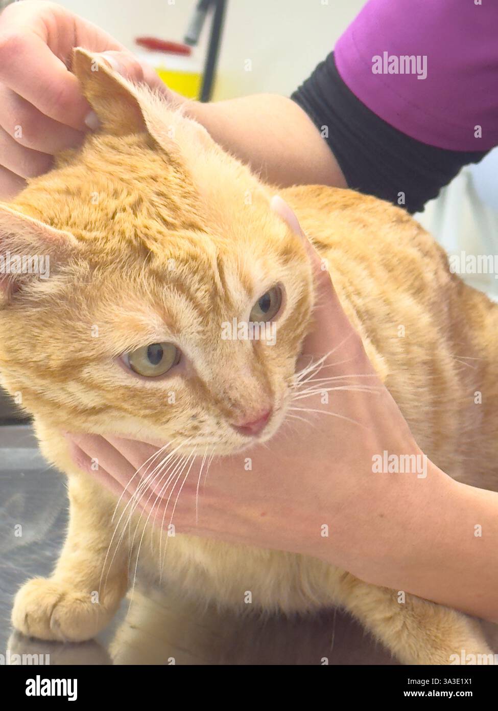 Una giovane veterinaria esamina un gatto arancione - lei controlla le sue orecchie - il gatto è calmo e cooperativo Foto Stock