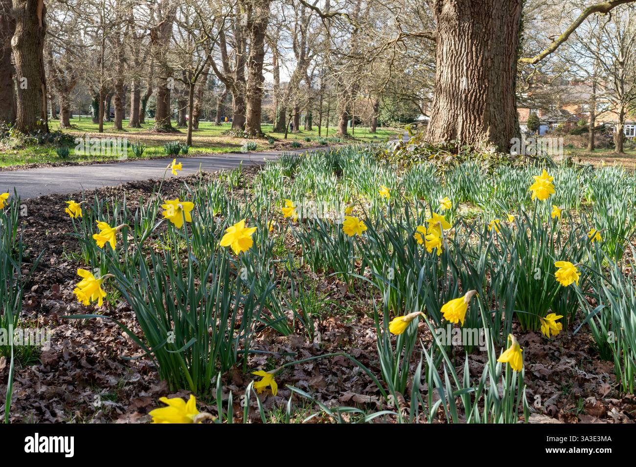 Hartley Wintney comune in primavera con narcisi gialle in fiore tra le vecchie querce, Hampshire, Inghilterra, Regno Unito Foto Stock