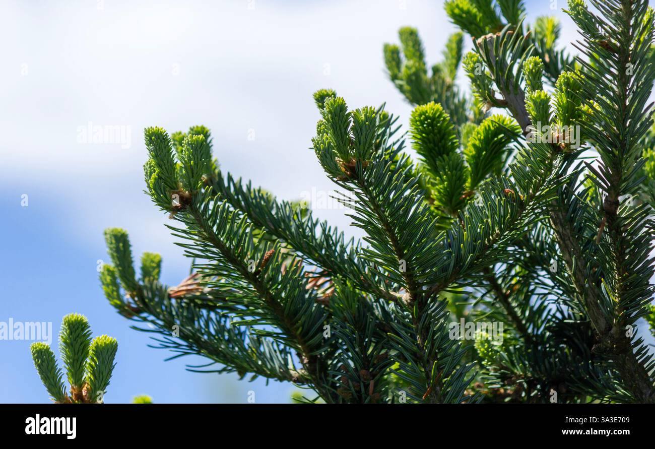 Giovani germogli di Abies sibirica (o abete, yalitsa, medico forestale) in primavera. Macro, fuoco selettivo. Foto Stock