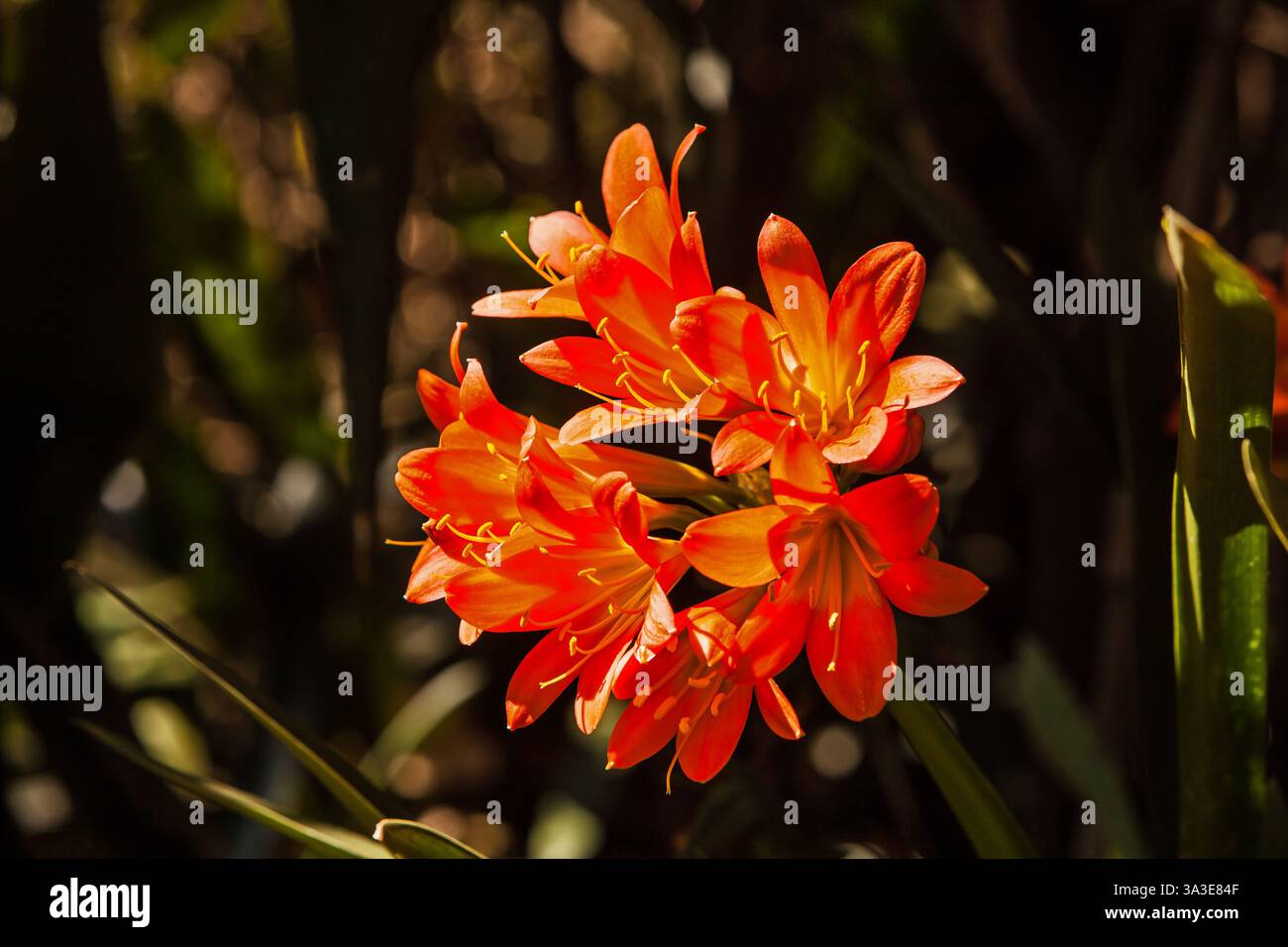 Testa di fiore di Clivia miniata 16515 Foto Stock