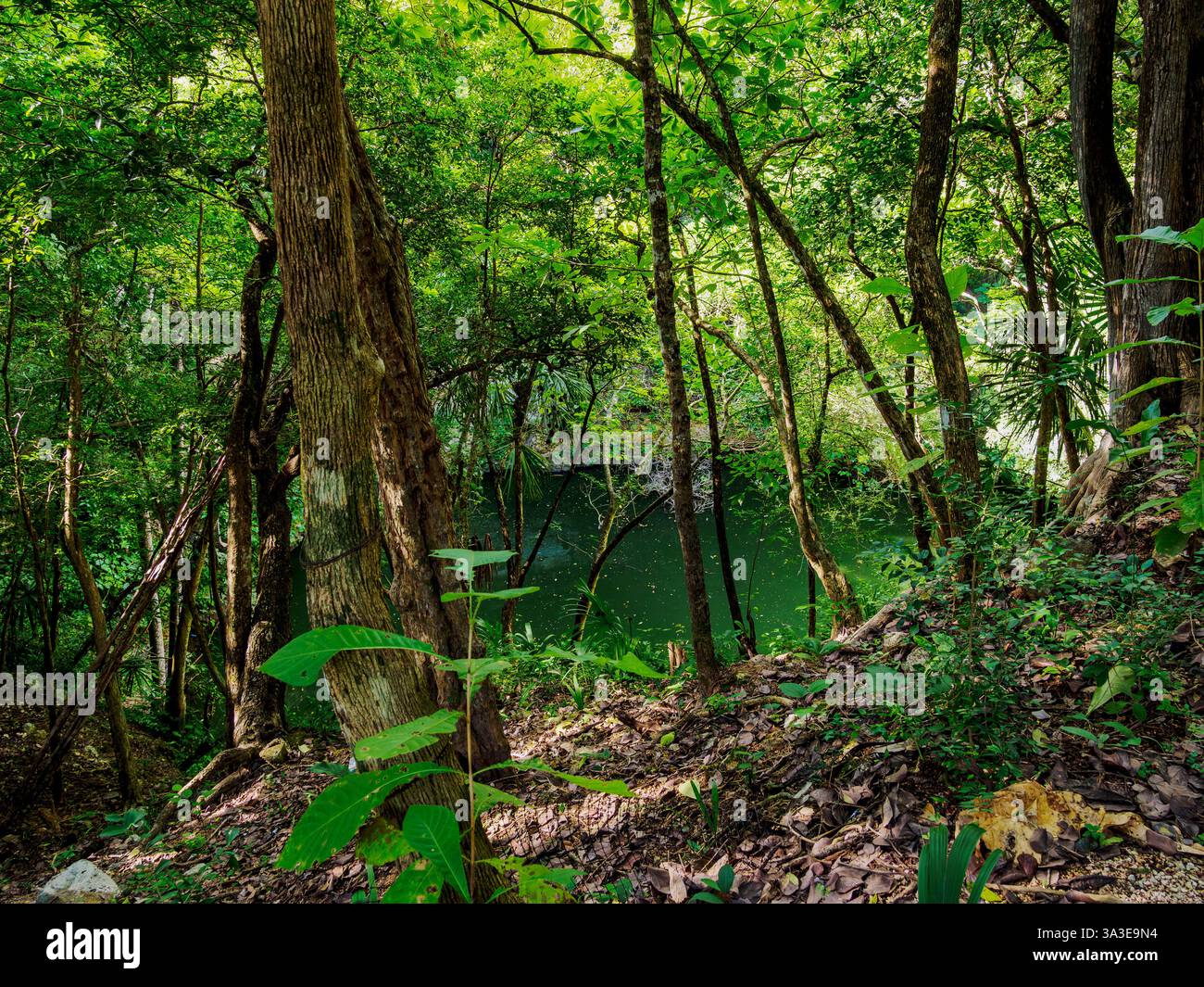 Cenote Xtoloc, Chichen Itza, Stato dello Yucatan, Messico Foto Stock