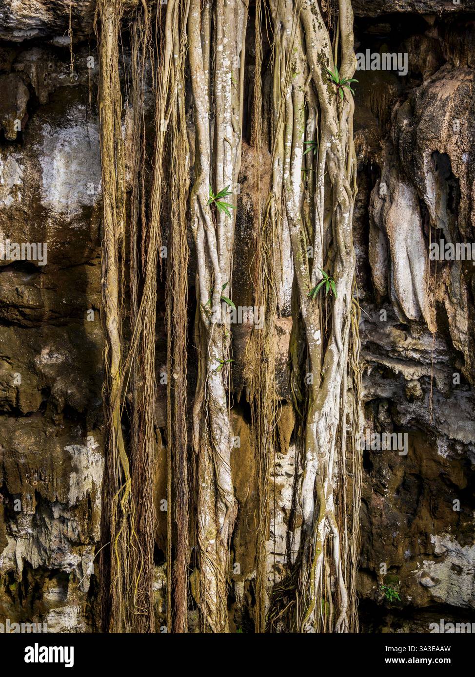 Cenote Oxman, Valladolid, Stato dello Yucatan, Messico Foto Stock