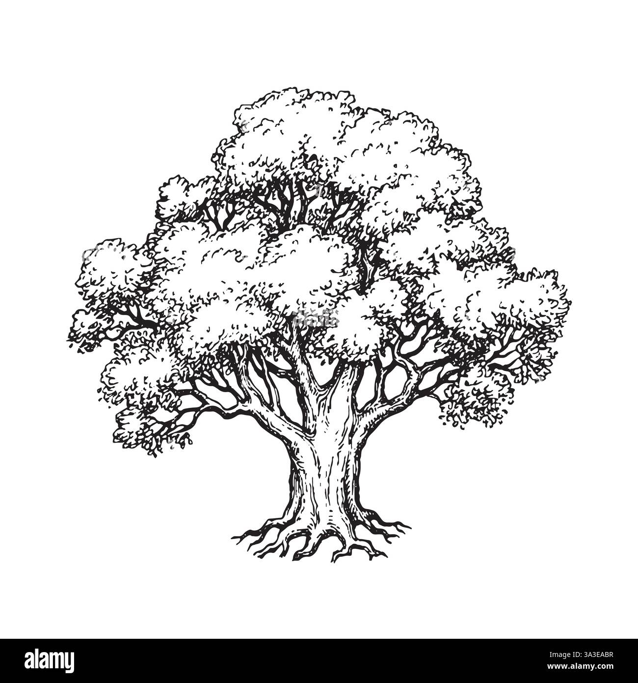 Schizzo a inchiostro di quercia. Illustrazione vettoriale disegnata a mano isolata su sfondo bianco. Stile retrò. Illustrazione Vettoriale