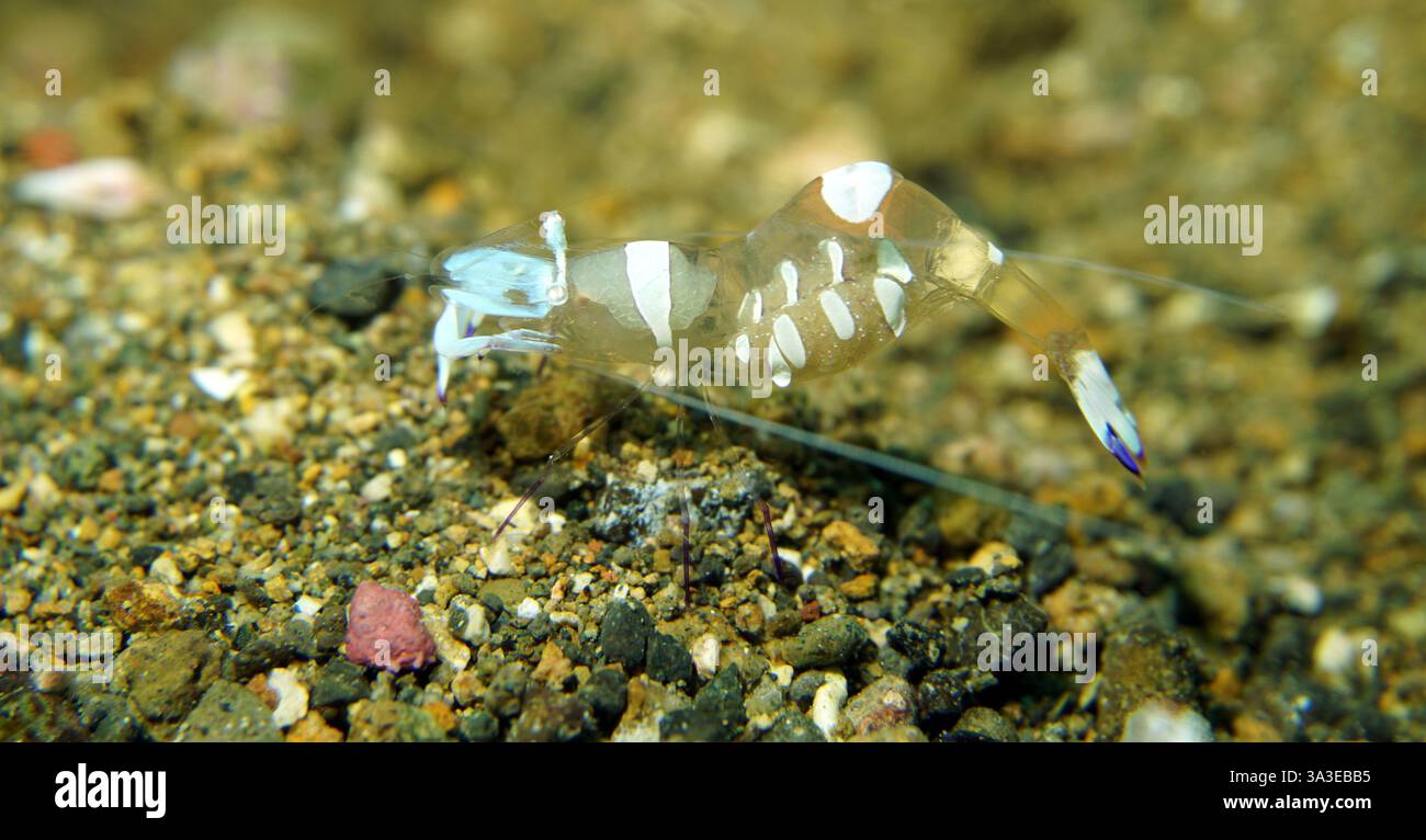 Ancylomenes magnificus - magnifici gamberi Foto Stock