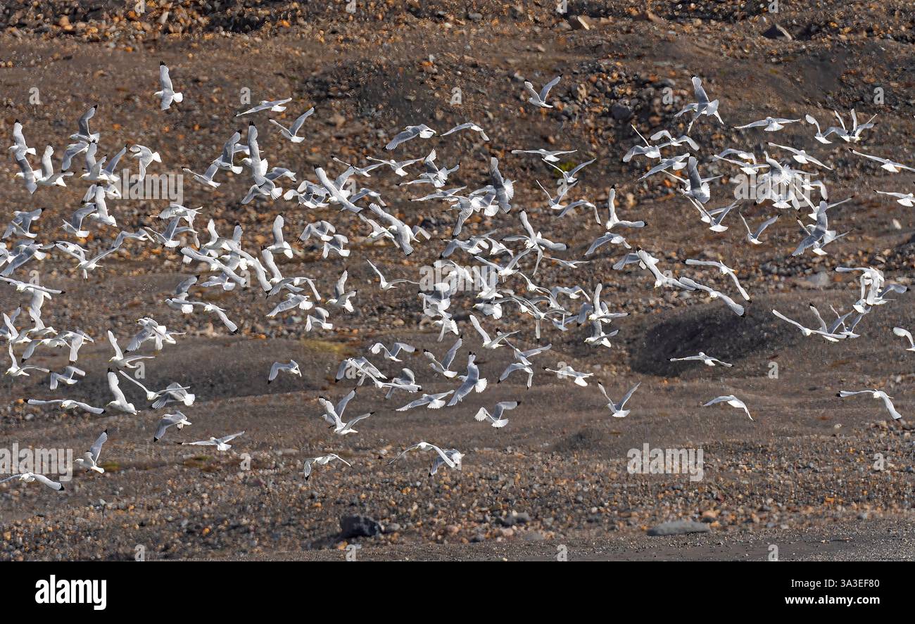 Flock of Black Legged Kittiwakes Taking Flight a Hornsund nelle Isole Svalbard Foto Stock