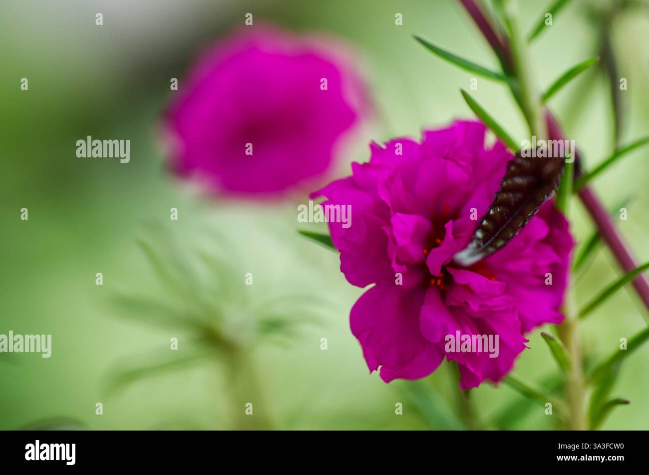 Fiore rosa luminoso con farfalla in un ambiente naturale all'aperto con vegetazione Foto Stock