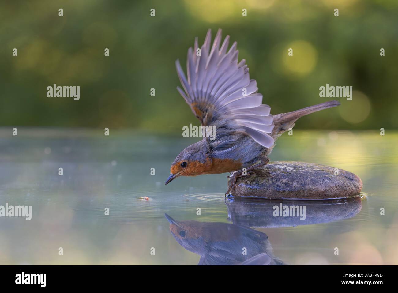 Robin europeo [ erithacus rubecula ] che prende un verme da mealworm con ali sporgenti da una piscina riflettente con riflessi bokeh sullo sfondo Foto Stock