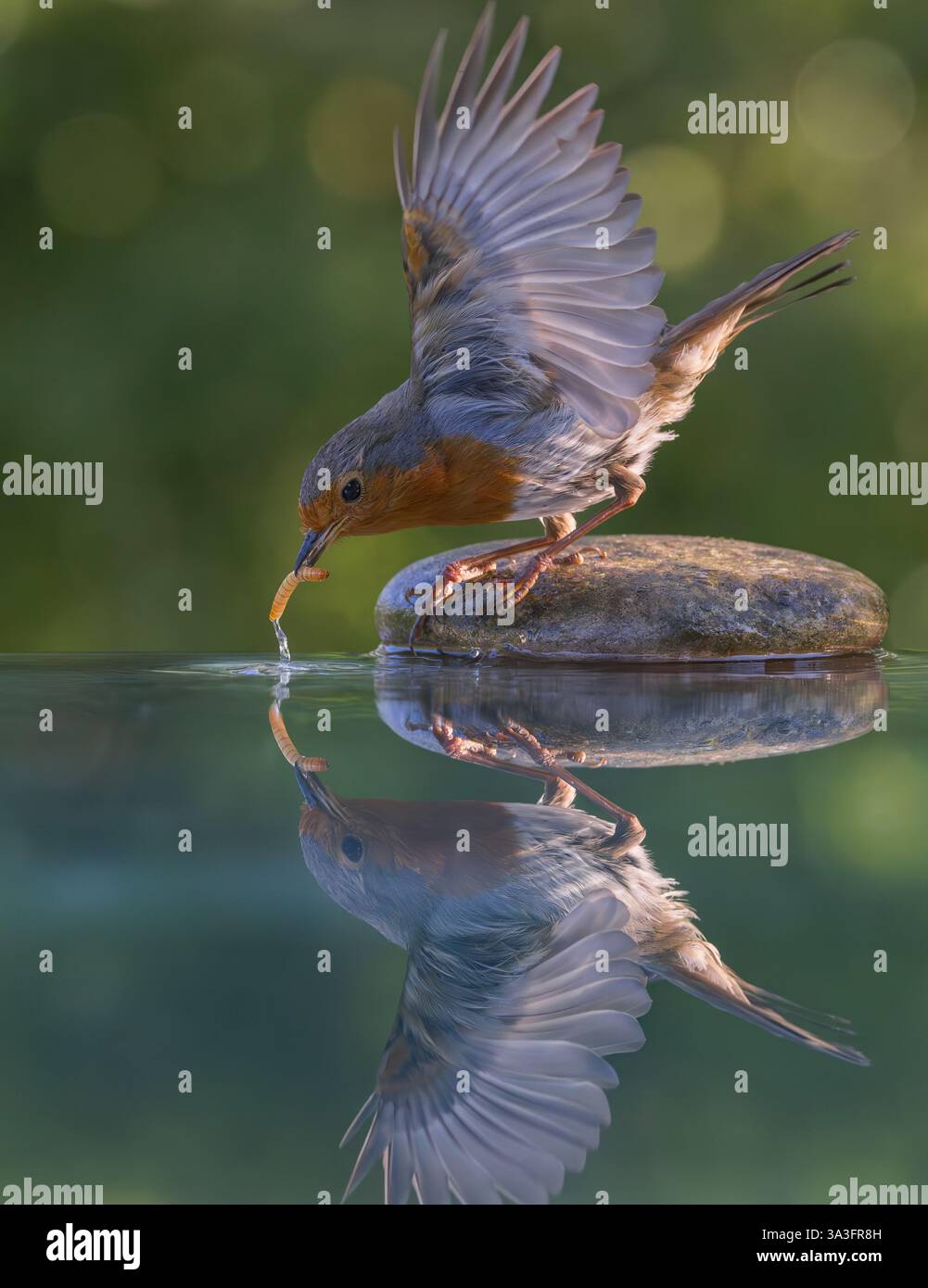 Robin europeo [ erithacus rubecula ] che prende un verme da mealworm con ali sporgenti da una piscina riflettente con riflessi bokeh sullo sfondo Foto Stock