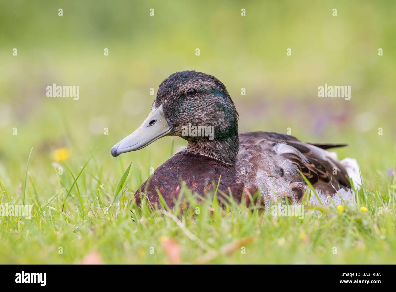 Mallard [ Anas platyrhynchos ] nella muta seduta sull'erba Foto Stock