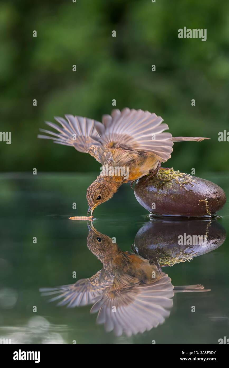 Robin europeo [ erithacus rubecula ] uccello giovanile con ali sporgenti che prende il verme da una piscina riflettente Foto Stock