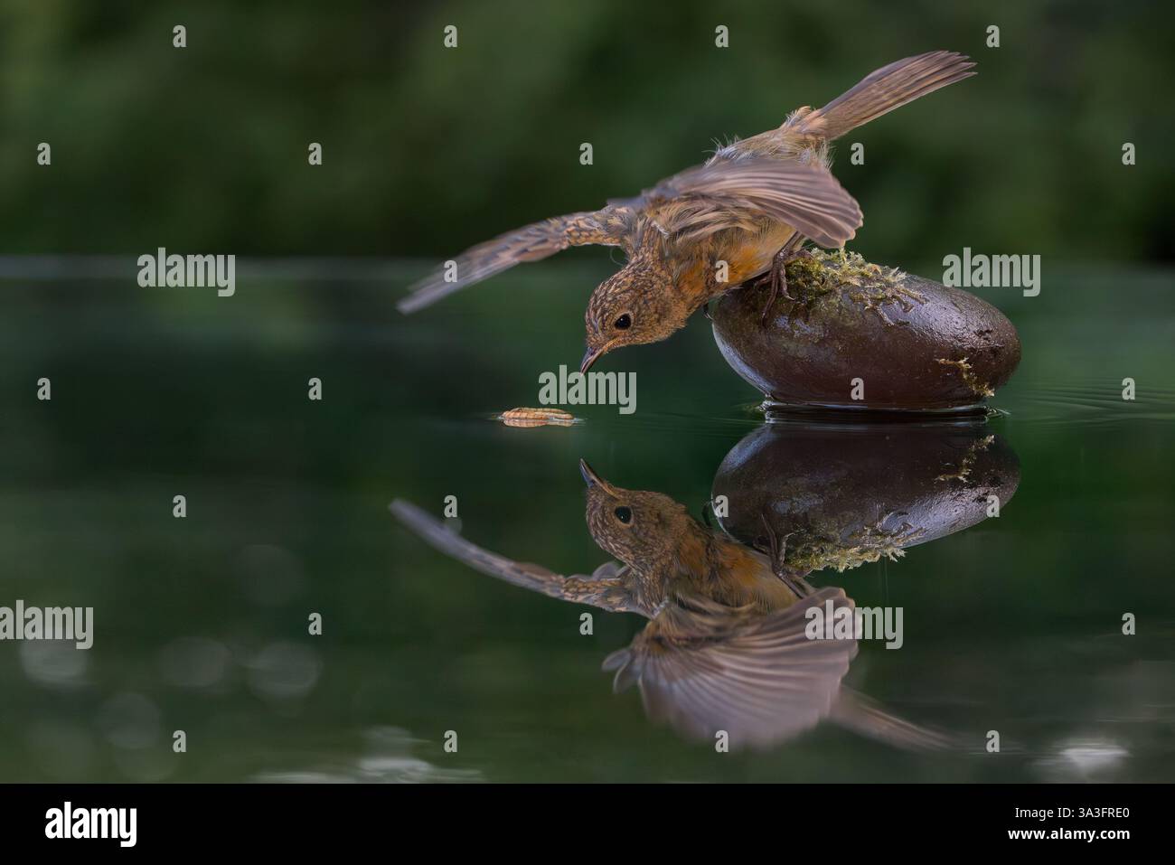 Robin europeo [ erithacus rubecula ] uccello giovanile con ali sporgenti che prende il verme da una piscina riflettente Foto Stock
