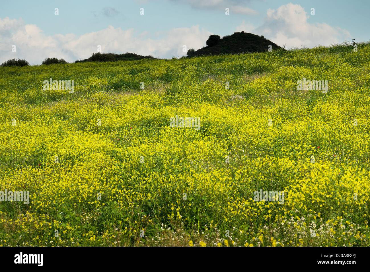 Inizio primavera di un prato con fiori gialli, Sicilia, Italia (2) Foto Stock