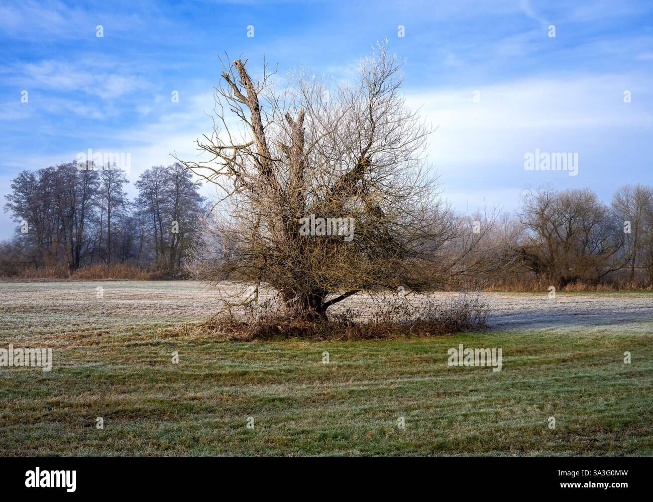Panorama invernale in un'area paesaggistica protetta chiamata Goachat vicino a Schrobenhausen (Baviera, Germania) Foto Stock