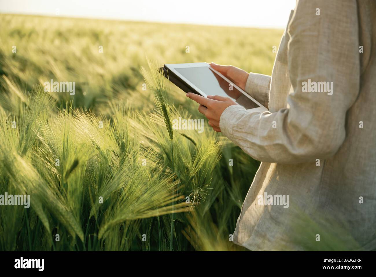 Vista delle particelle, con tablet digitale. La donna in bianco è sul campo di grano agricolo. Foto Stock