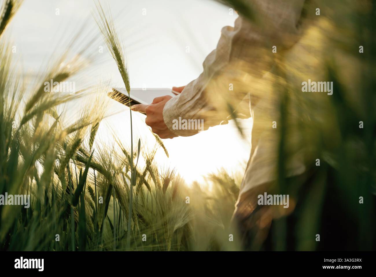 Vista delle particelle, con tablet digitale. La donna in bianco è sul campo di grano agricolo. Foto Stock