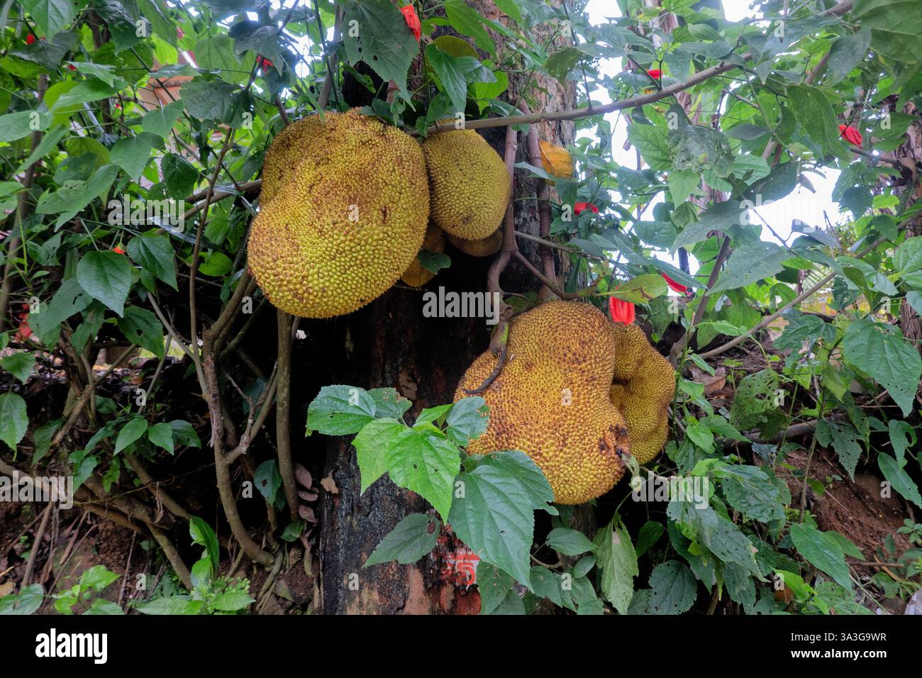 Albero di jackfruit lungo il Pekoe Trail, Nuwara Eliya, Sri Lanka Foto Stock