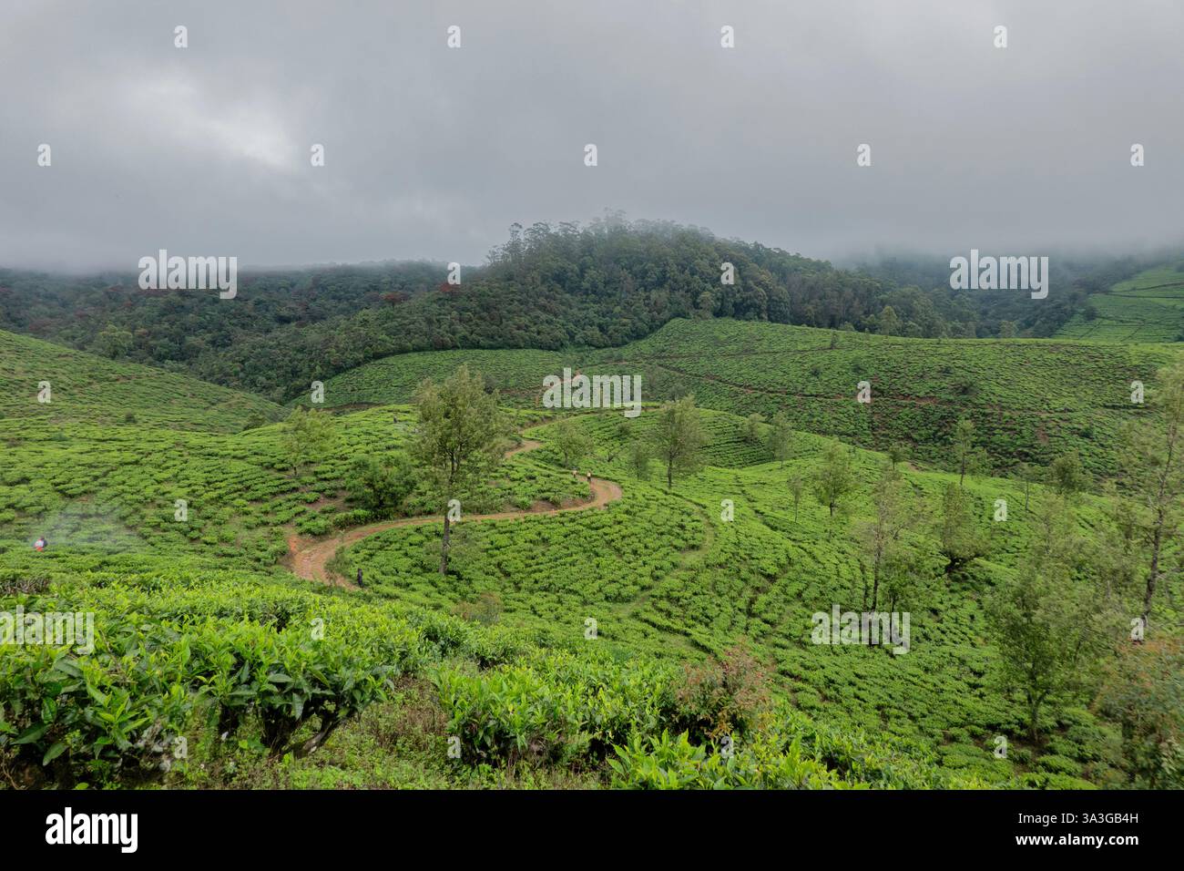 Splendida regione del tè sul Pekoe Trail, Nuwara Eliya, Sri Lanka Foto Stock