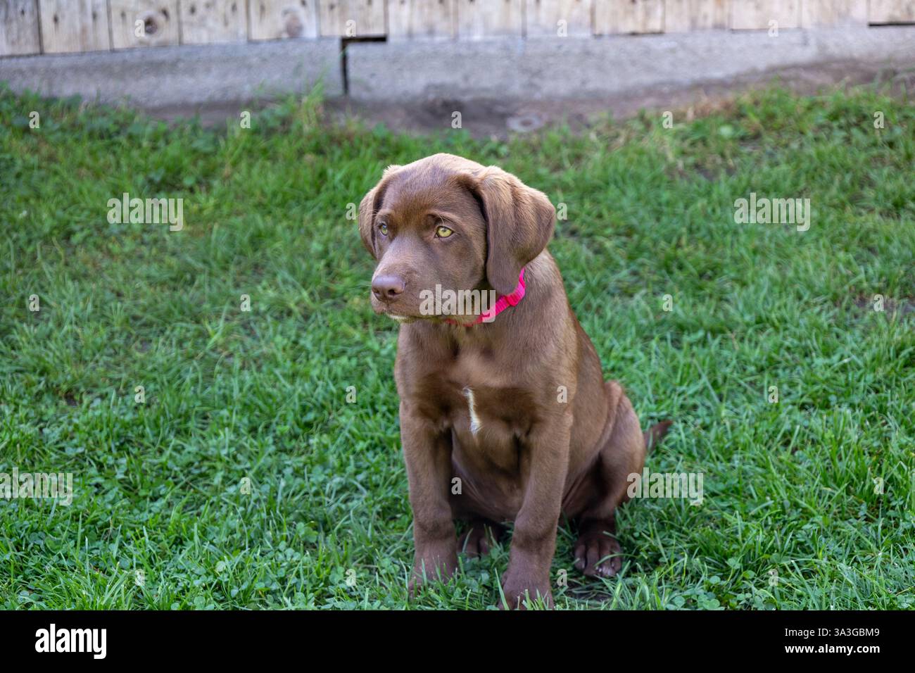 Curioso cucciolo di Labrador in giardino: Occhi grandi e pelliccia marrone Foto Stock