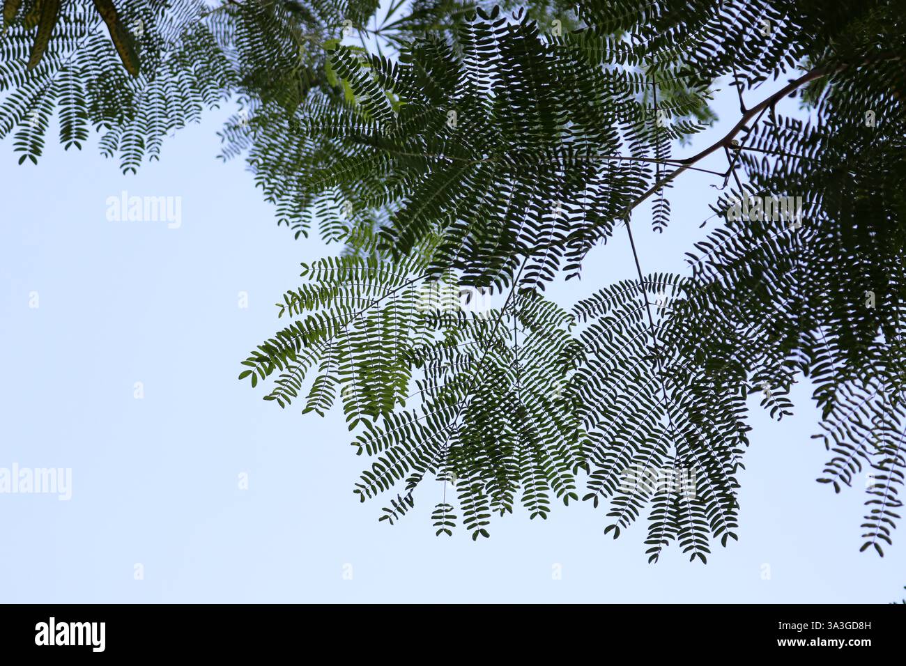 Rami d'albero verso il cielo Foto Stock