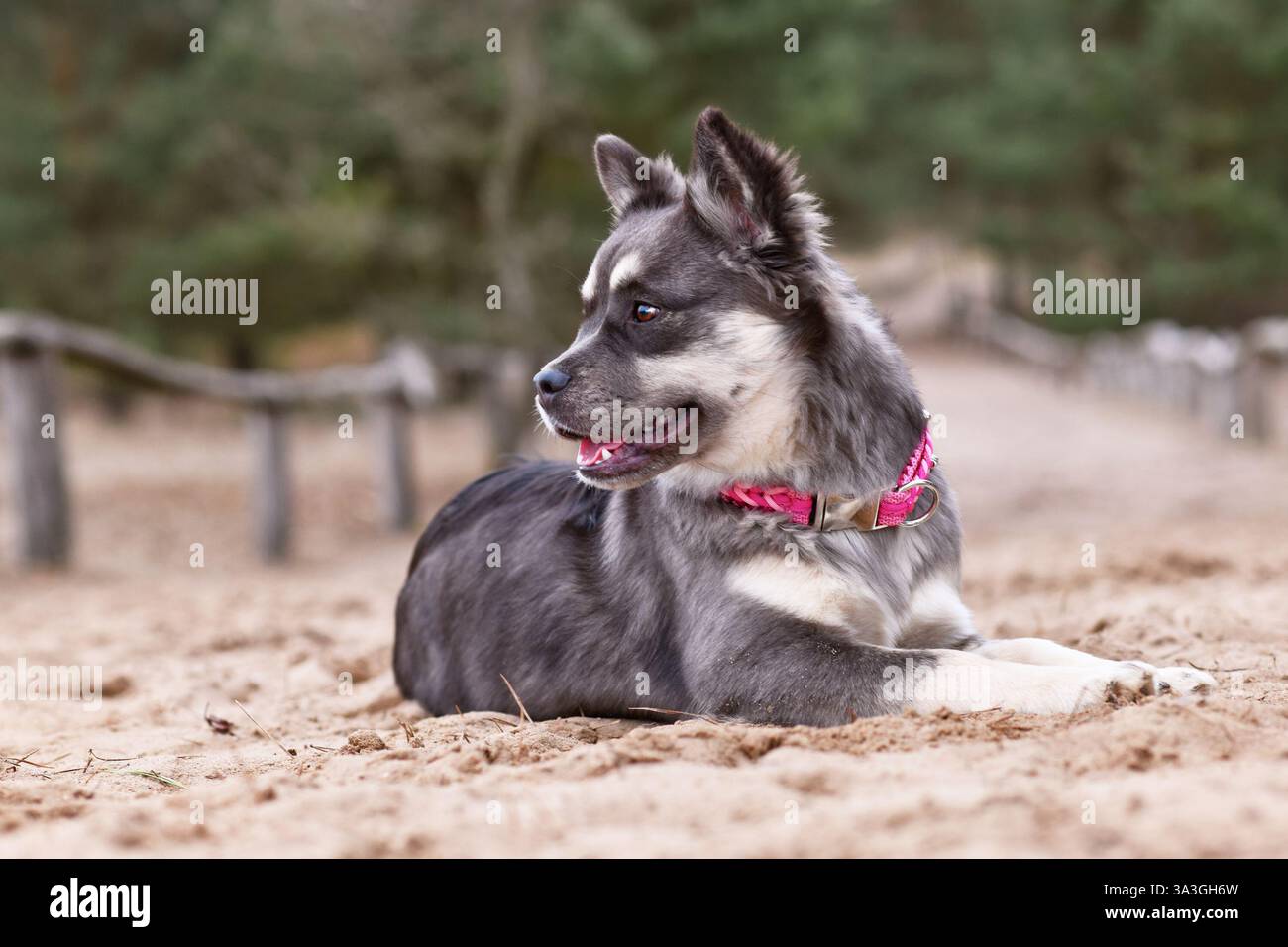 Simpatico Bulldog francese x Siberian Husky mix con colletto rosa disteso nella sabbia Foto Stock
