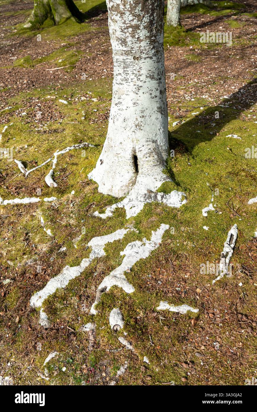Lichene bianco sul tronco e radici di un albero nella New Forest UK Foto Stock