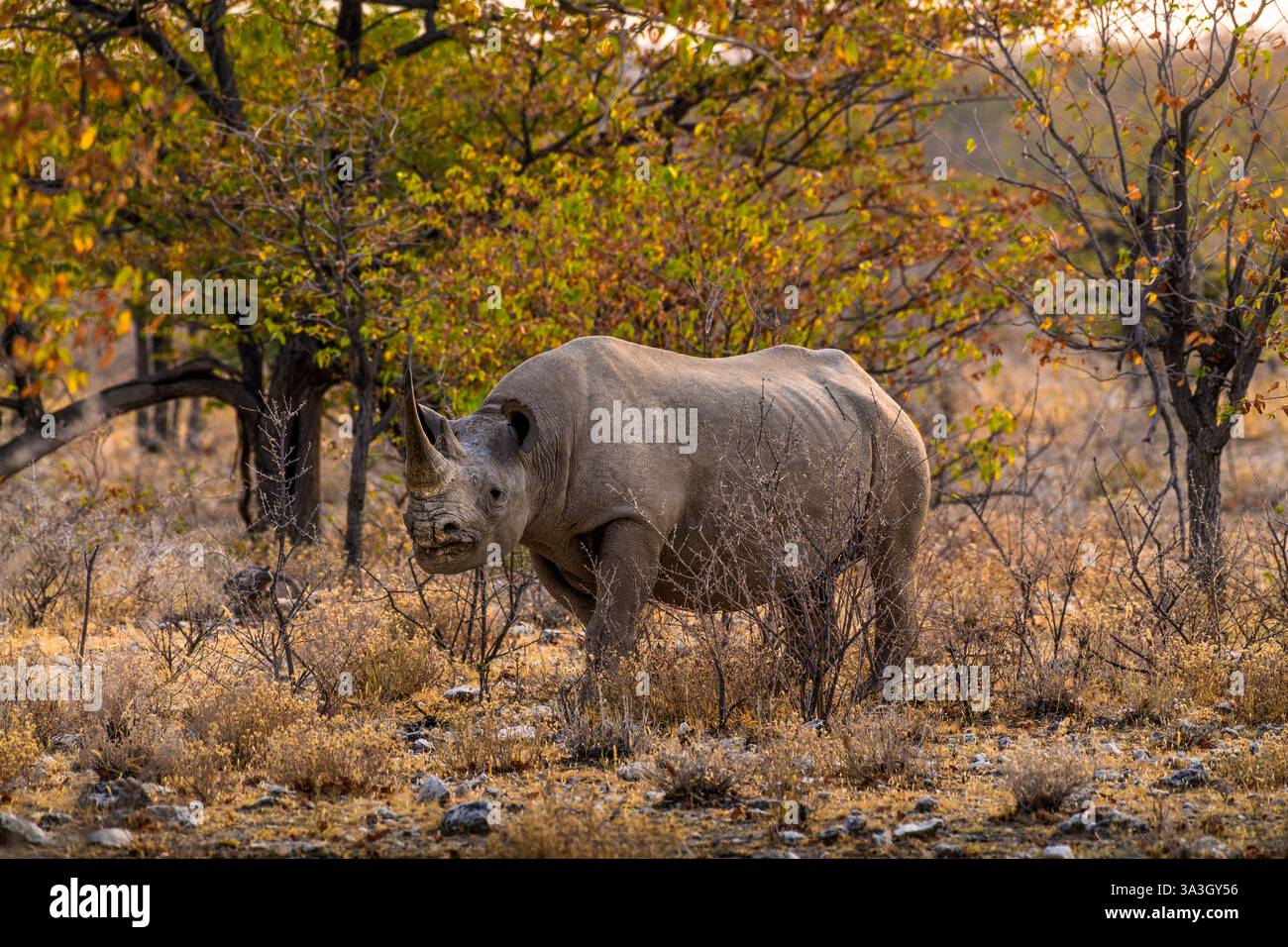 Rinoceronte in avvicinamento, Parco Nazionale di Etosha, Namibia, Africa Foto Stock