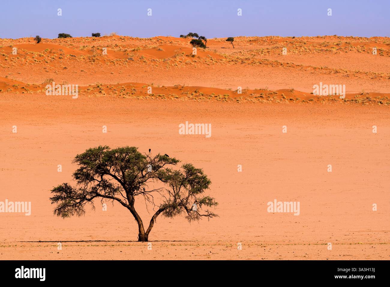 Lonely Tree contro Red Dunes e Blue Sky, Namib-Naukluft, Namibia Foto Stock