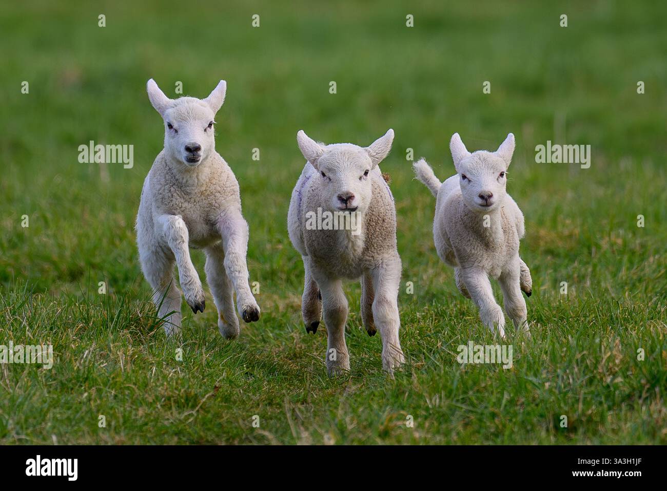 Spring Lambs nell'Oxfordshire, Regno Unito Foto Stock