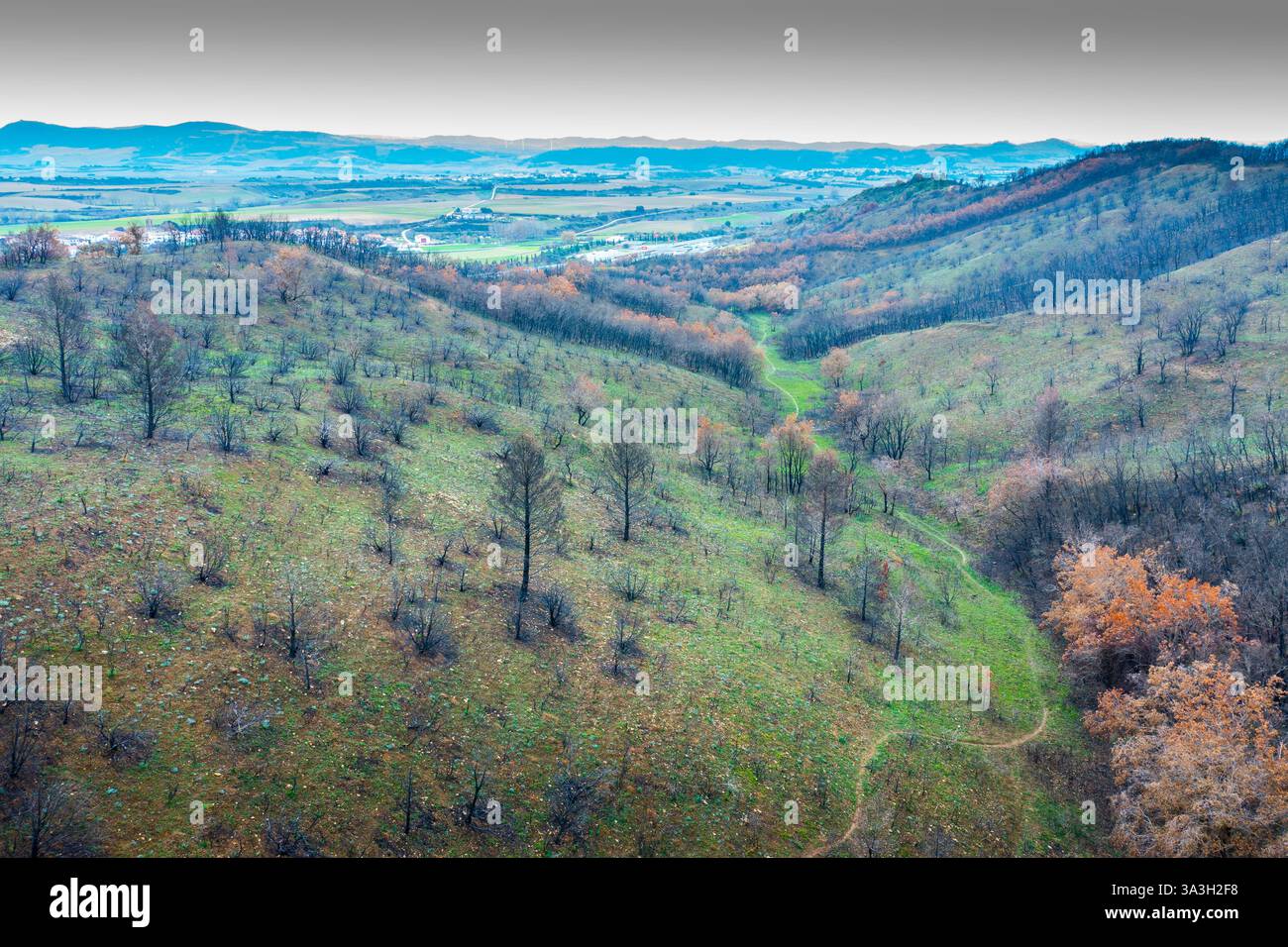 Wildfire Aftermath devastante paesaggio a legarda, navarra, spagna Foto Stock