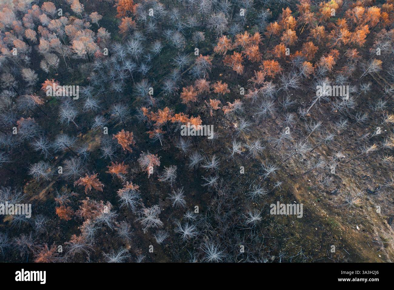 Incendio selvaggio devastante foresta a legarda, navarra, spagna, causando danni ambientali Foto Stock