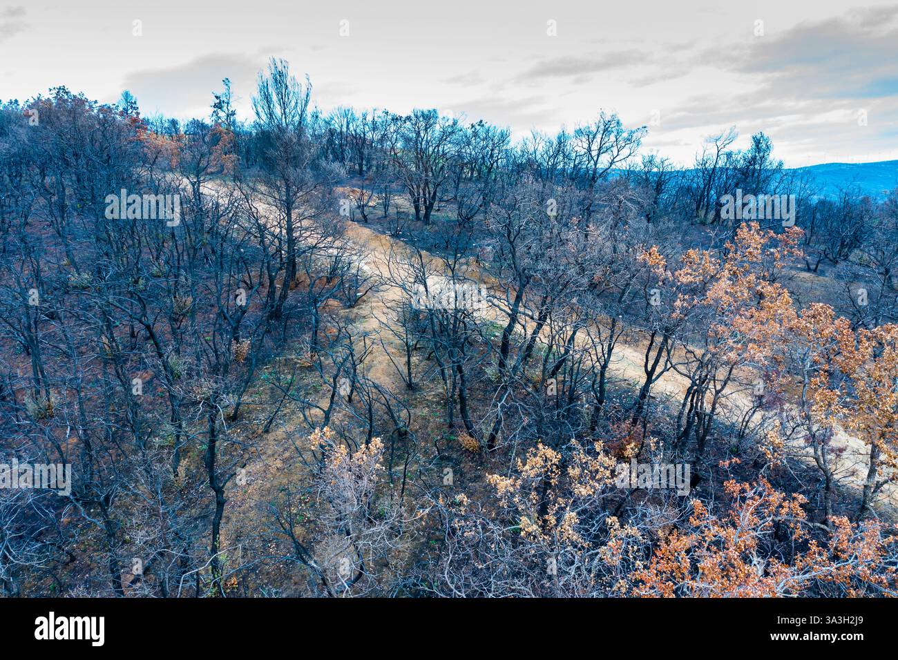 Devastante incendio che brucia alberi a legarda, navarra, spagna Foto Stock