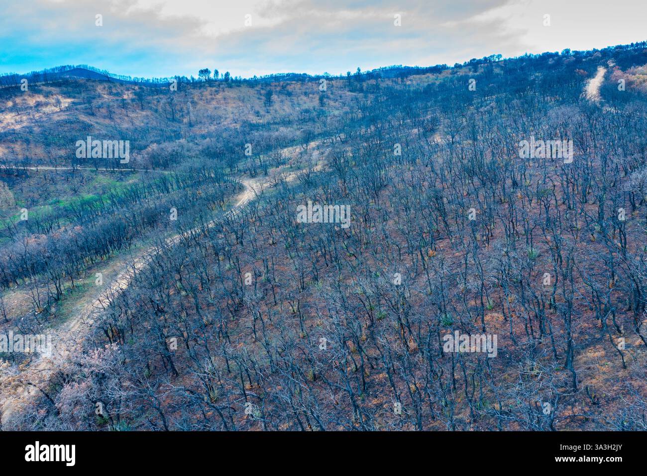 Incendio selvaggio devastante foresta a legarda, navarra, spagna, causando danni ambientali Foto Stock