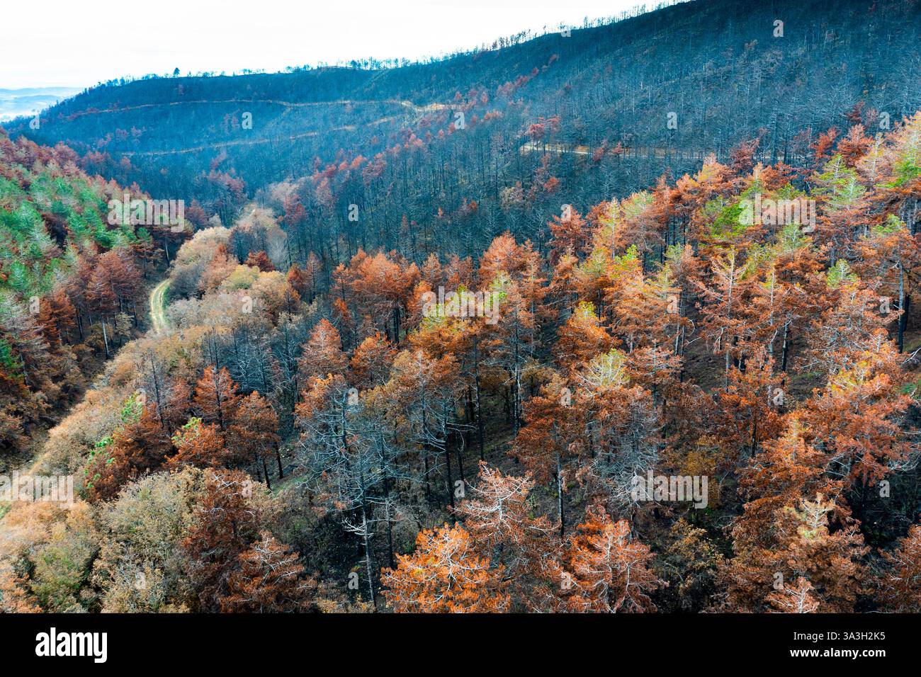 Incendio selvaggio devastante foresta a legarda, navarra, spagna, causando danni ambientali Foto Stock