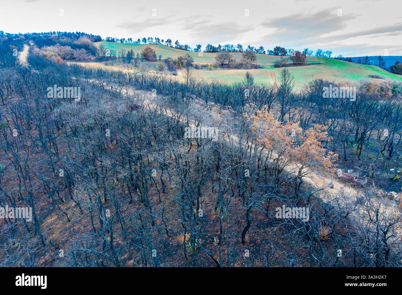Incendio selvaggio devastante foresta a legarda, navarra, spagna, causando danni ambientali Foto Stock